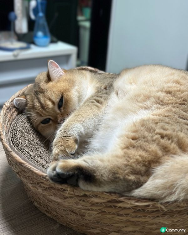 主子鍾意四圍瞓,但最鍾意都係卷埋一團,瞓到冧咗仲會有千奇百趣...