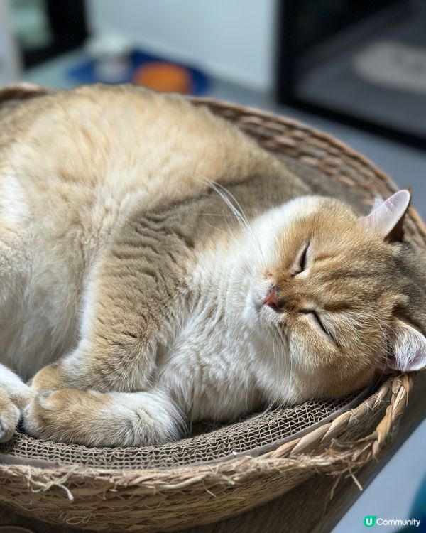 主子鍾意四圍瞓,但最鍾意都係卷埋一團,瞓到冧咗仲會有千奇百趣...