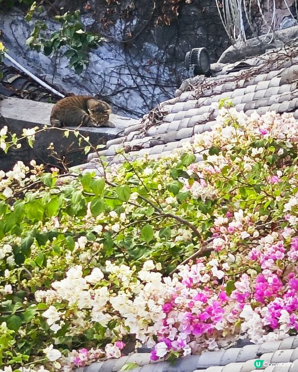 深圳客家古村落：甘坑古鎮🏮✨免費入場，打卡一流