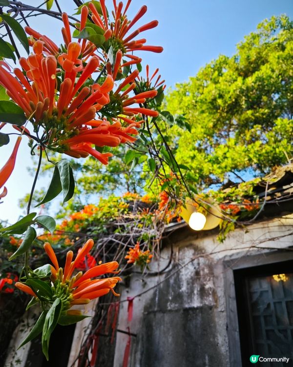 深圳客家古村落：甘坑古鎮🏮✨免費入場，打卡一流
