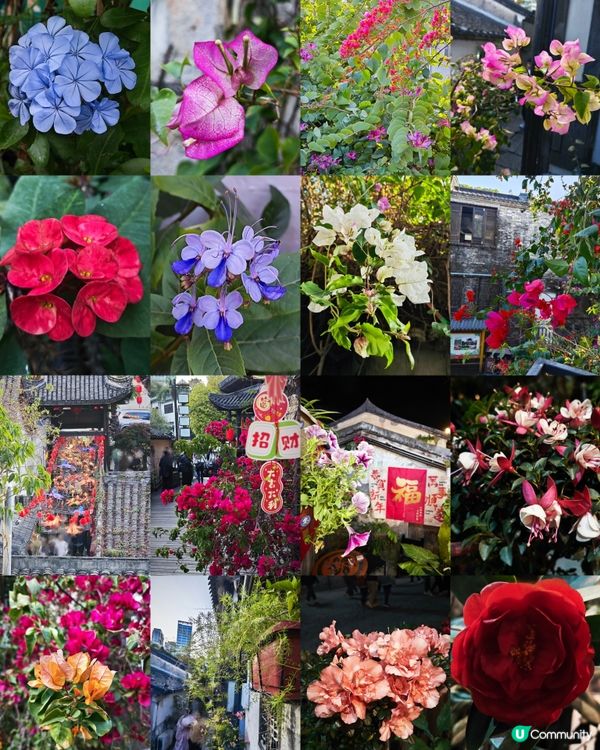 深圳客家古村落：甘坑古鎮🏮✨免費入場，打卡一流