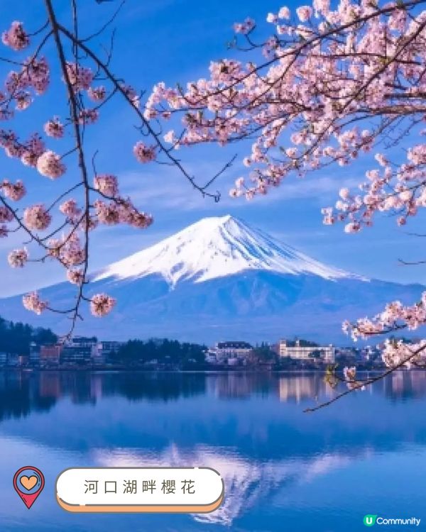 2025中部賞櫻攻略🌸  
準備好被櫻花海淹沒了嗎？