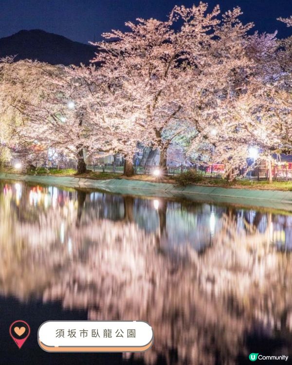 2025中部賞櫻攻略🌸  
準備好被櫻花海淹沒了嗎？