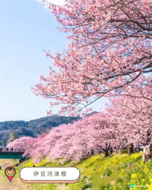 2025中部賞櫻攻略🌸  
準備好被櫻花海淹沒了嗎？