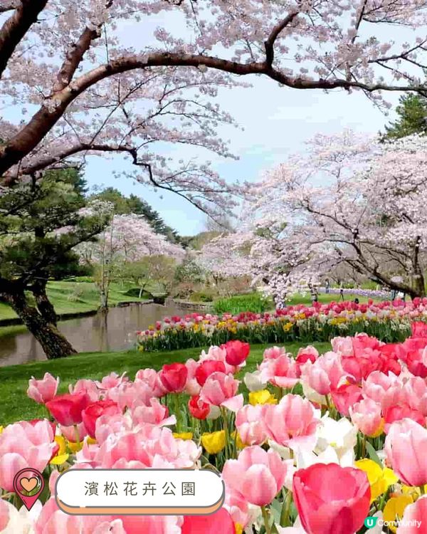 2025中部賞櫻攻略🌸  
準備好被櫻花海淹沒了嗎？