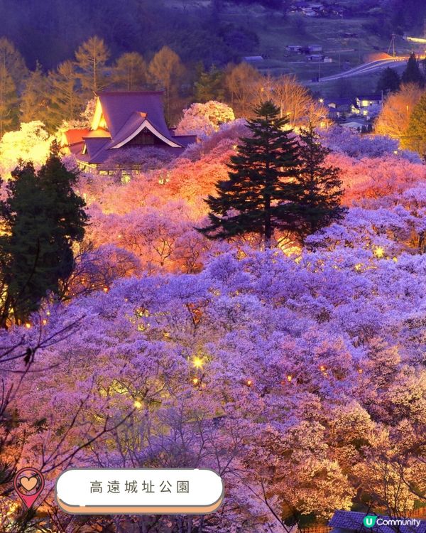 2025中部賞櫻攻略🌸  
準備好被櫻花海淹沒了嗎？