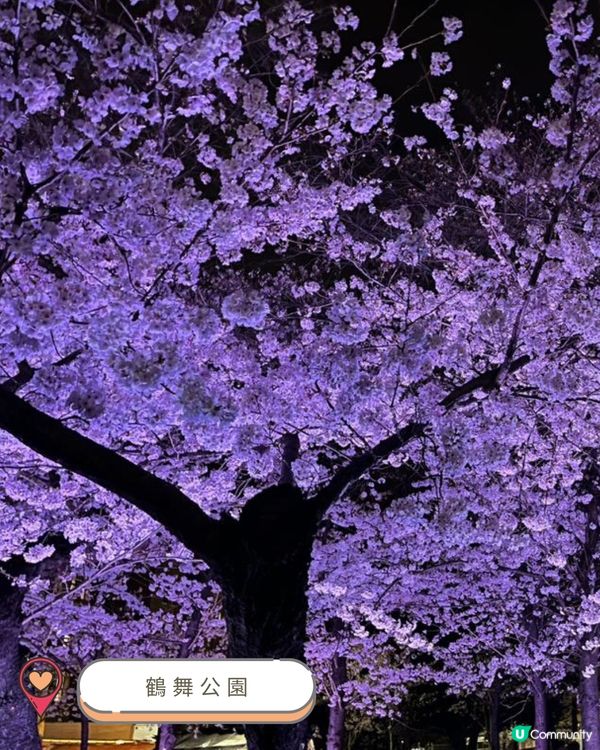 2025中部賞櫻攻略🌸  
準備好被櫻花海淹沒了嗎？