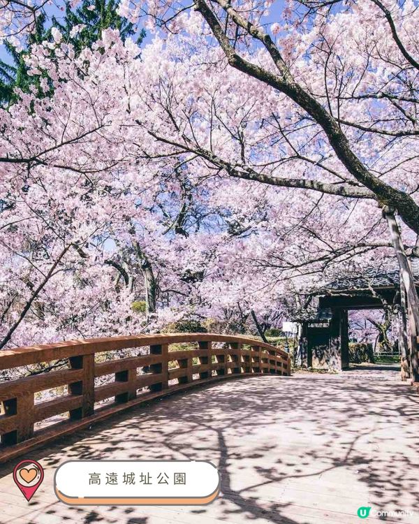 2025中部賞櫻攻略🌸  
準備好被櫻花海淹沒了嗎？