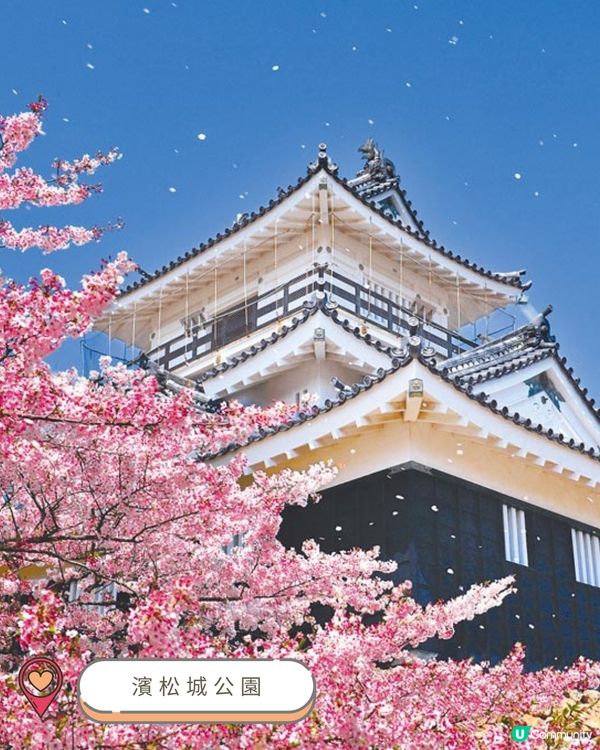 2025中部賞櫻攻略🌸  
準備好被櫻花海淹沒了嗎？