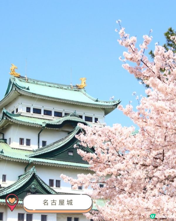 2025中部賞櫻攻略🌸  
準備好被櫻花海淹沒了嗎？