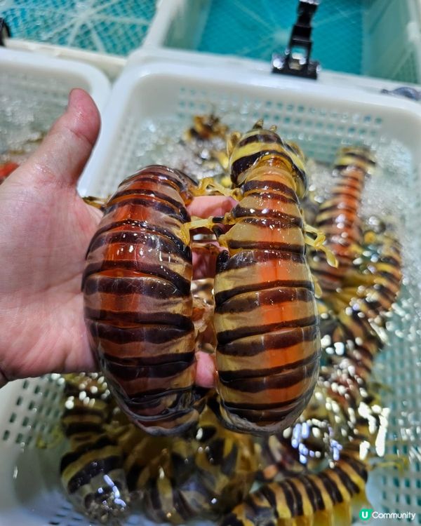 瀨尿蝦王