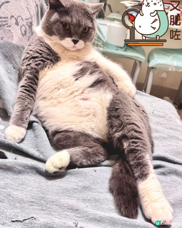 🐱：望咩望？未見過肥腩咩？