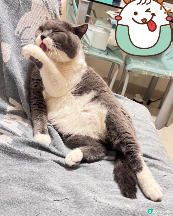 🐱：望咩望？未見過肥腩咩？