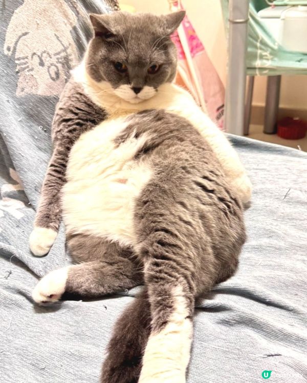 🐱：望咩望？未見過肥腩咩？