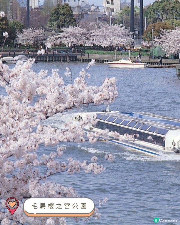 2025關西賞櫻攻略 🌸 必訪人氣景點