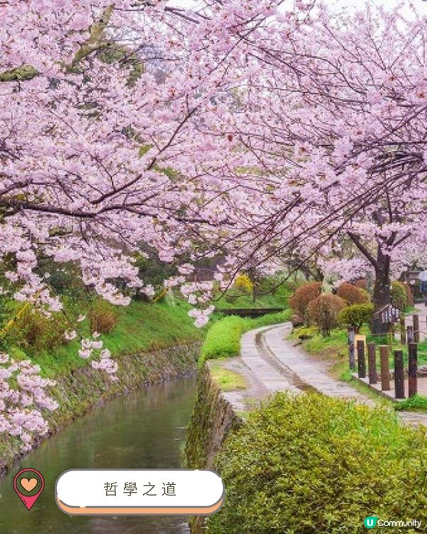 2025關西賞櫻攻略 🌸 必訪人氣景點