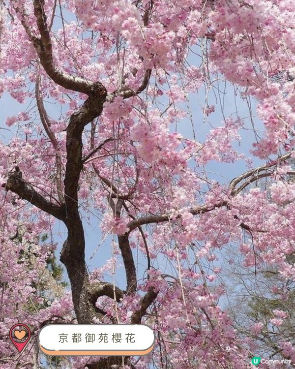 2025關西賞櫻攻略 🌸 必訪人氣景點