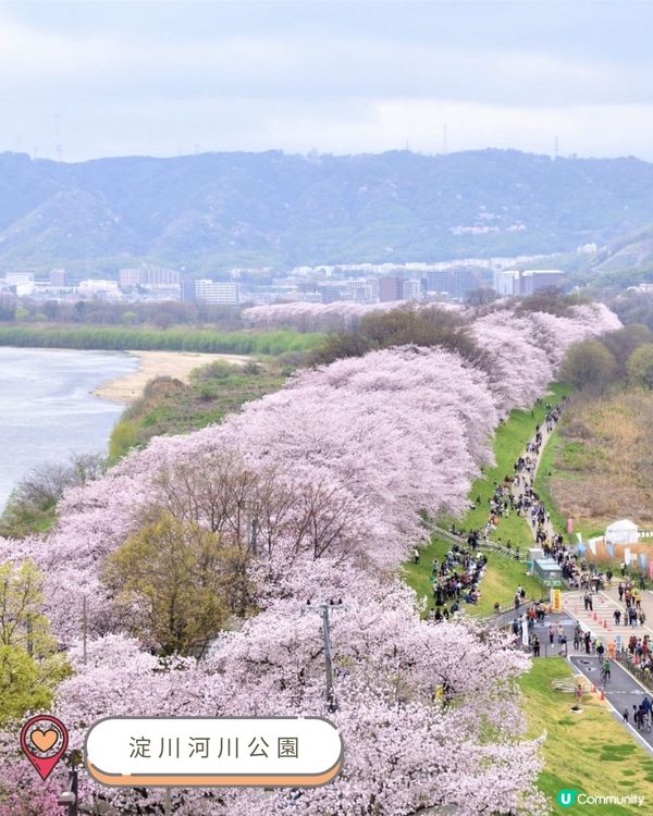 2025關西賞櫻攻略 🌸 必訪人氣景點