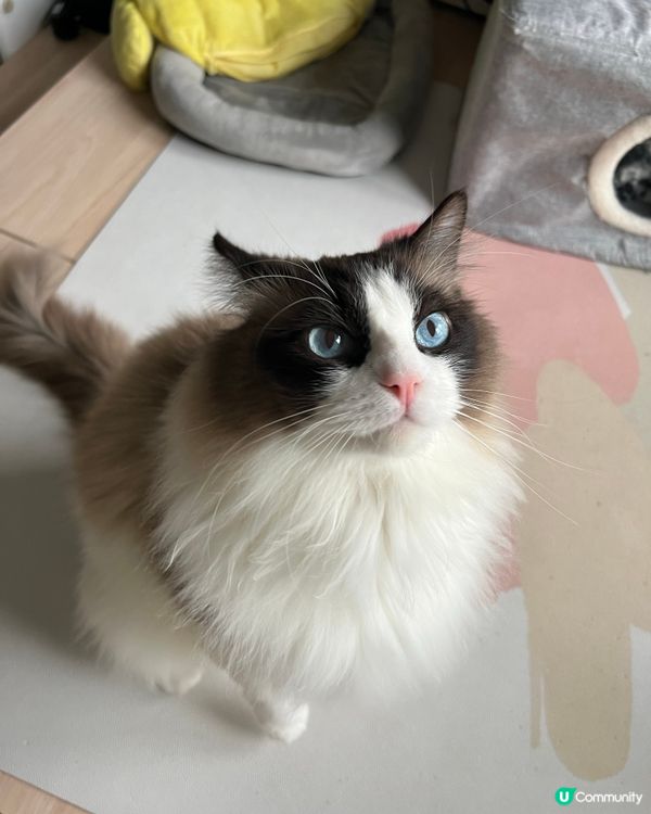 麻糬想食好西既樣