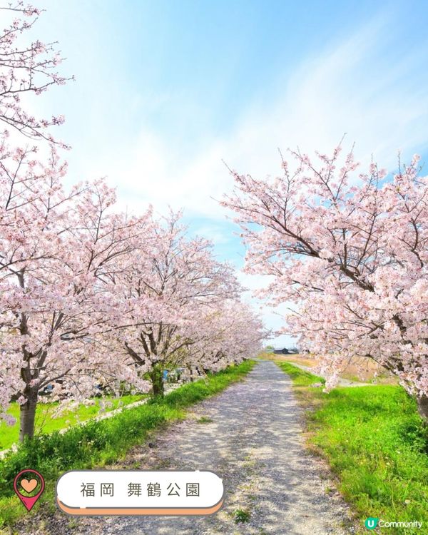 2025九州賞櫻巡禮🌸Top 10 夢幻賞櫻名所絕景公開