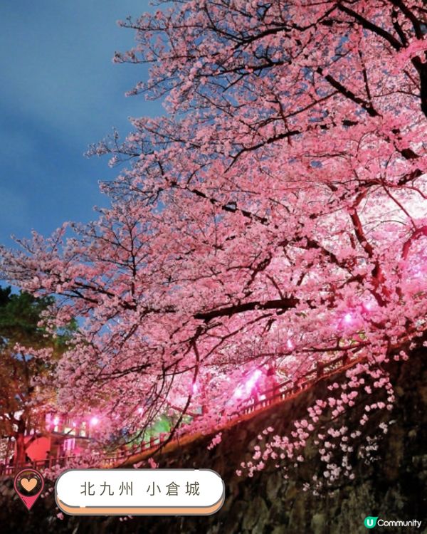 2025九州賞櫻巡禮🌸Top 10 夢幻賞櫻名所絕景公開