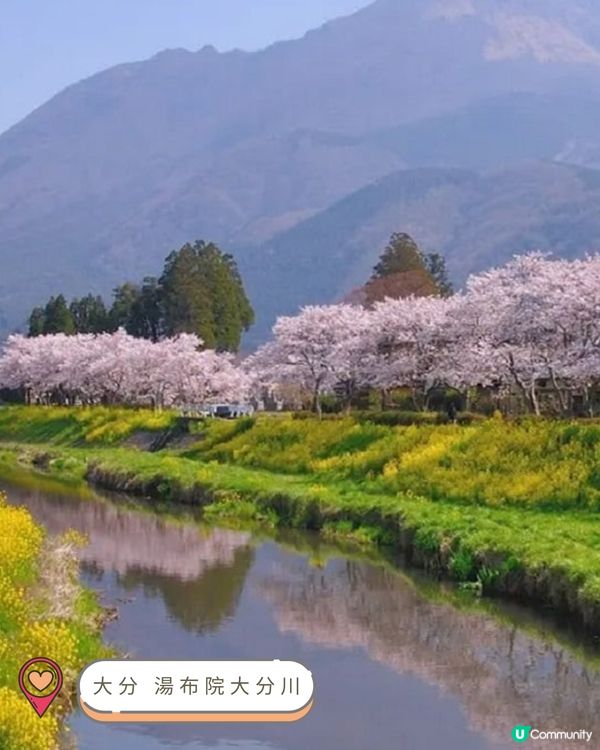 2025九州賞櫻巡禮🌸Top 10 夢幻賞櫻名所絕景公開