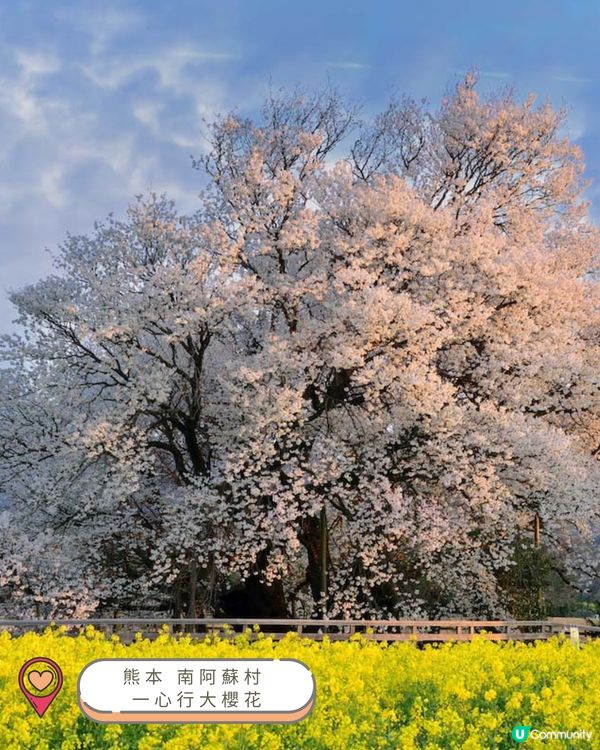 2025九州賞櫻巡禮🌸Top 10 夢幻賞櫻名所絕景公開