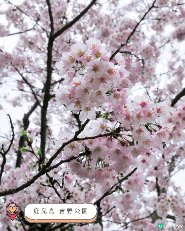 2025九州賞櫻巡禮🌸Top 10 夢幻賞櫻名所絕景公開