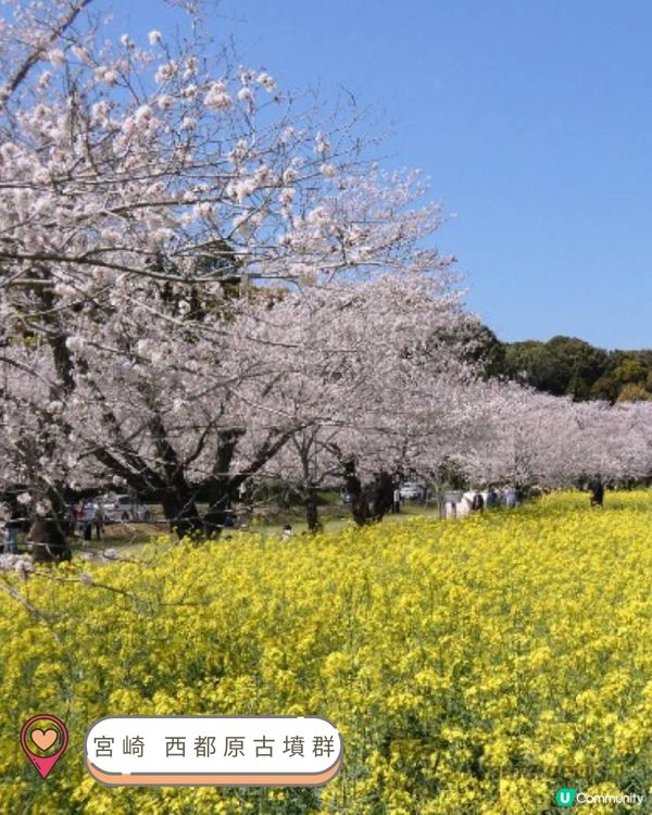 2025九州賞櫻巡禮🌸Top 10 夢幻賞櫻名所絕景公開