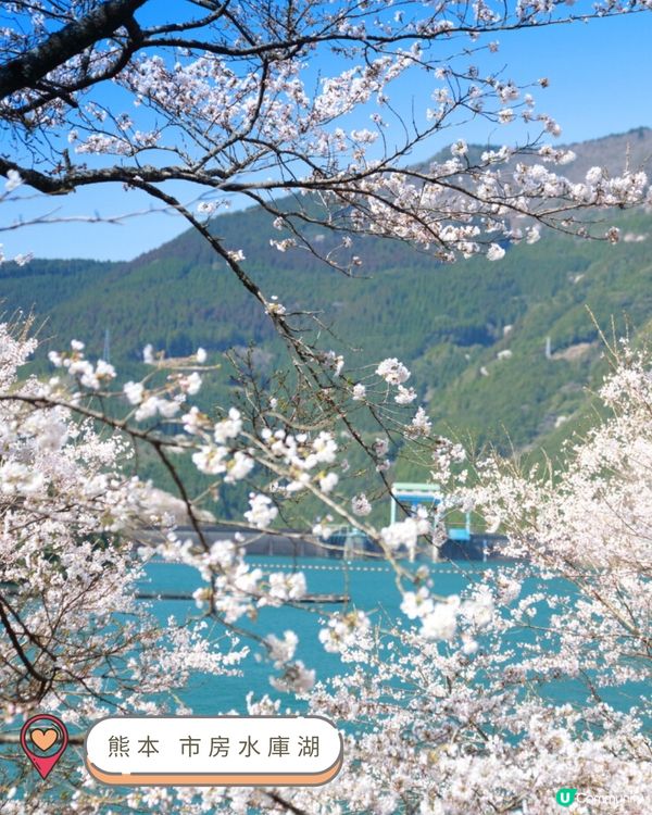 2025九州賞櫻巡禮🌸Top 10 夢幻賞櫻名所絕景公開