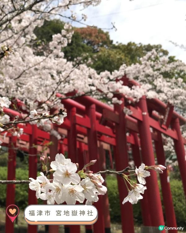 2025九州賞櫻巡禮🌸Top 10 夢幻賞櫻名所絕景公開