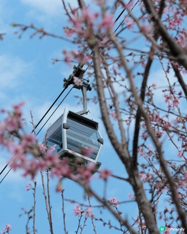 🌸✨櫻花季節來臨！✨🌸