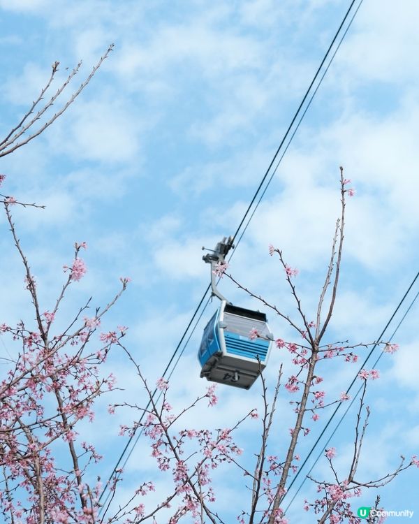 🌸✨櫻花季節來臨！✨🌸