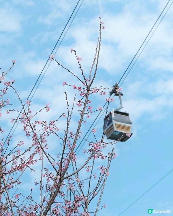 🌸✨櫻花季節來臨！✨🌸