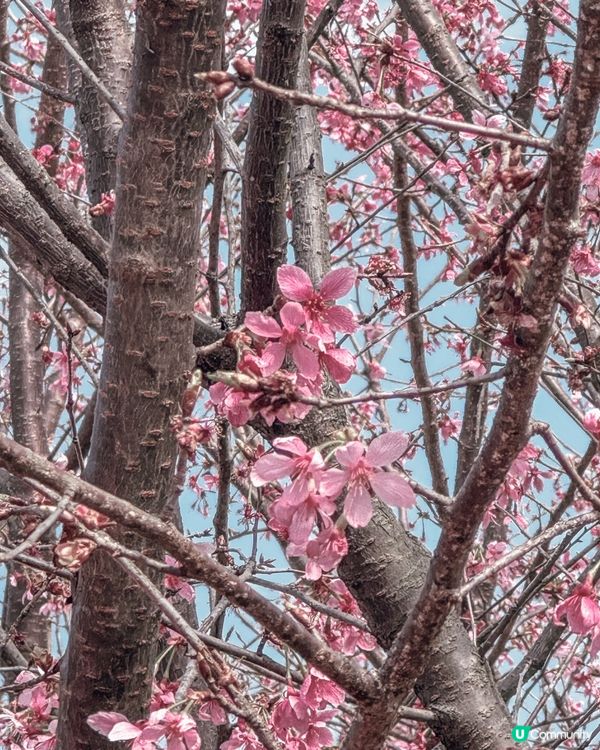 🌸✨櫻花季節來臨！✨🌸