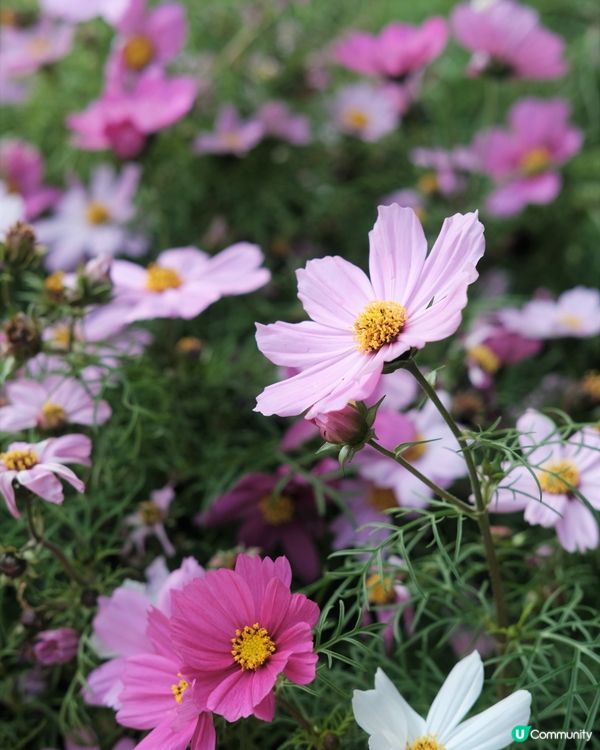 🌸✨櫻花季節來臨！✨🌸