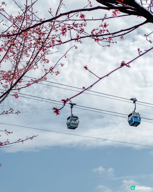 🌸✨櫻花季節來臨！✨🌸