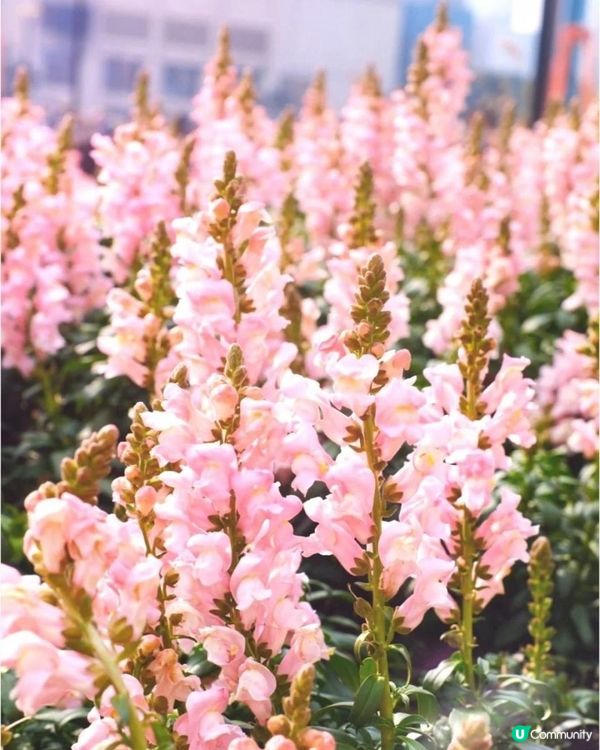 北外灘紫羅蘭花海