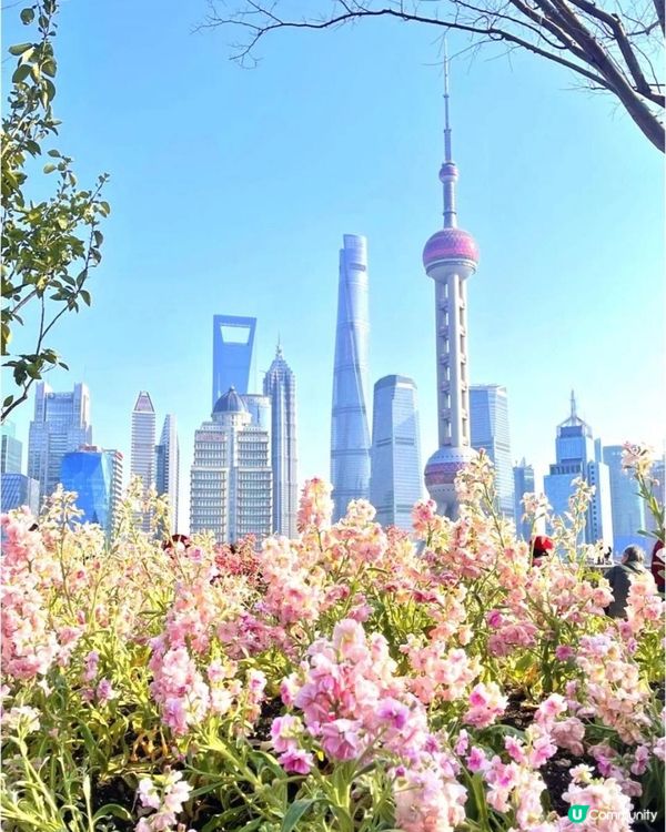 北外灘紫羅蘭花海