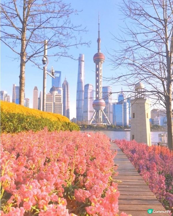 北外灘紫羅蘭花海