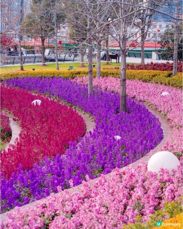 北外灘紫羅蘭花海
