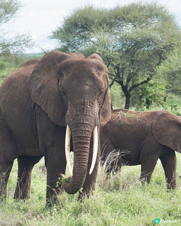 坦桑尼亞看動物攻略🔖.ᐟ.ᐟ