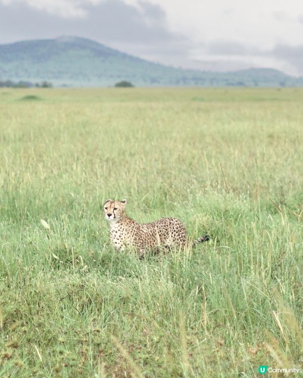 坦桑尼亞看動物攻略🔖.ᐟ.ᐟ
