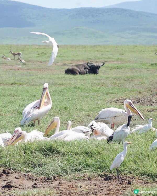 坦桑尼亞看動物攻略🔖.ᐟ.ᐟ