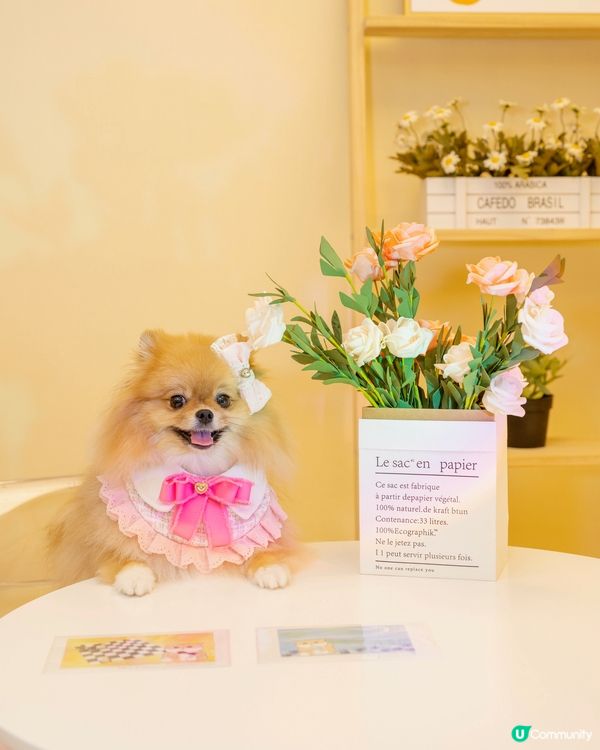 週末去邊玩？🐶🐱  寵物友善party Room！🤩