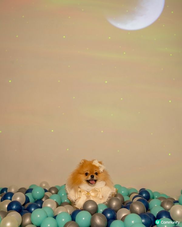 週末去邊玩？🐶🐱  寵物友善party Room！🤩