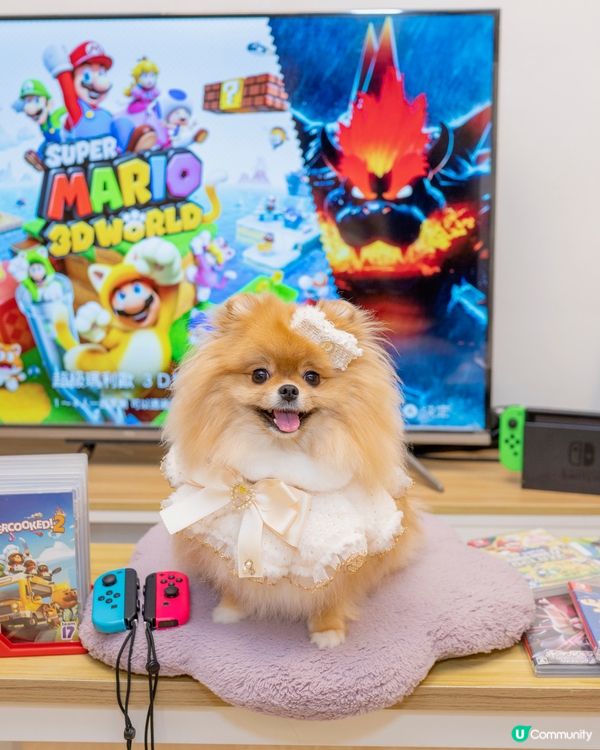 週末去邊玩？🐶🐱  寵物友善party Room！🤩