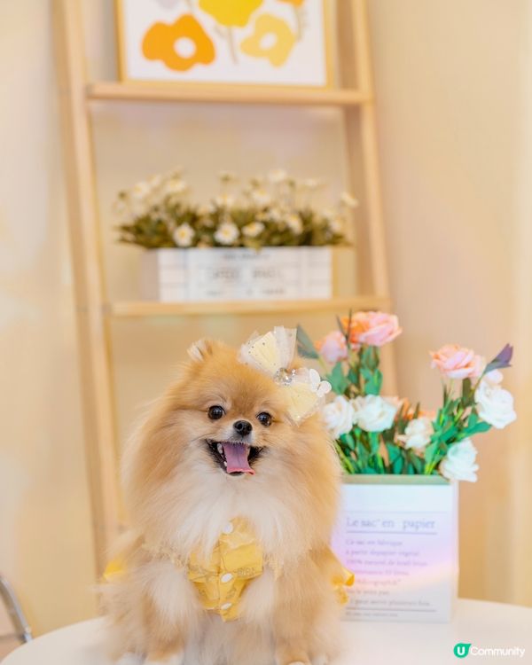 週末去邊玩？🐶🐱  寵物友善party Room！🤩