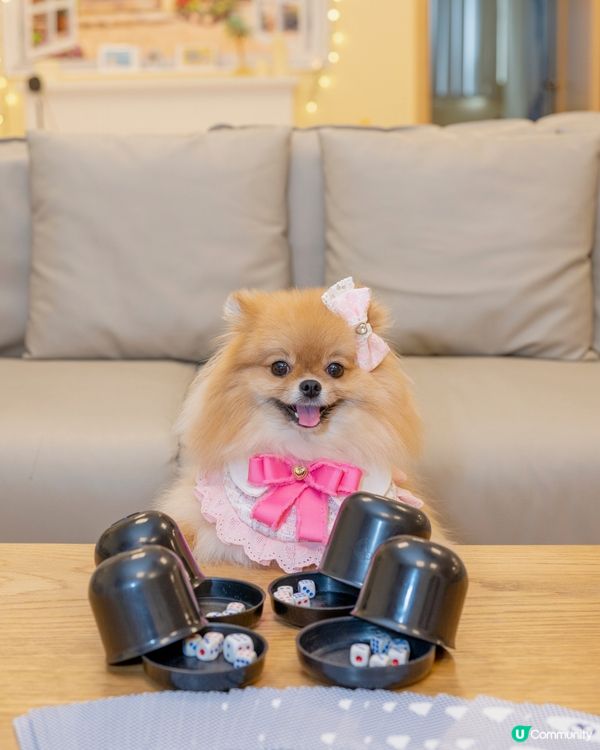 週末去邊玩？🐶🐱  寵物友善party Room！🤩