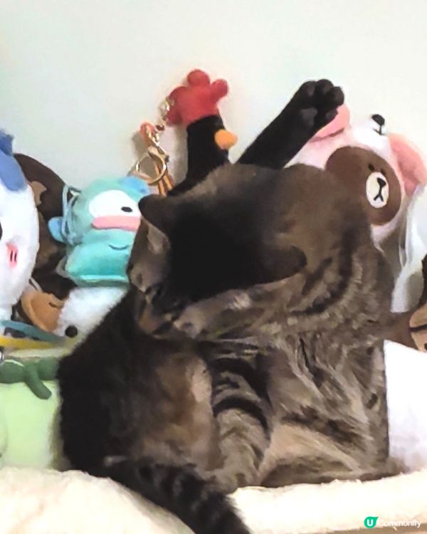 試用 AQUA PRO+TECH PETCARE腳掌潔護SP...